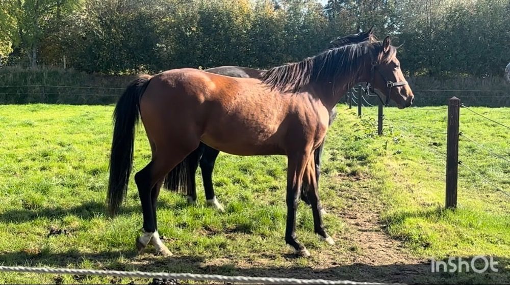 KWPN dressuurpaard Merrie 2 jaar Bruin te koop - Foto 6