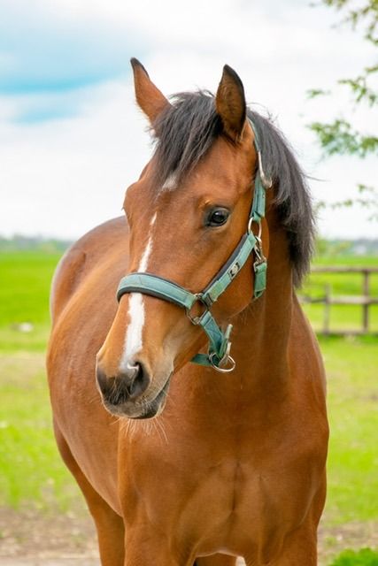 KWPN dressuurpaard Merrie 2 jaar Bruin te koop - Foto 2