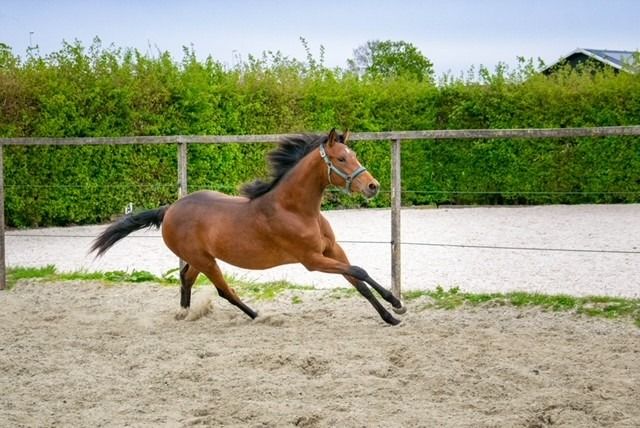 KWPN dressuurpaard Merrie 2 jaar Bruin te koop - Hoofdfoto
