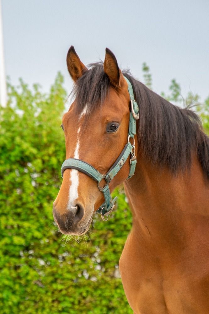KWPN dressuurpaard Merrie 2 jaar Bruin te koop - Foto 4