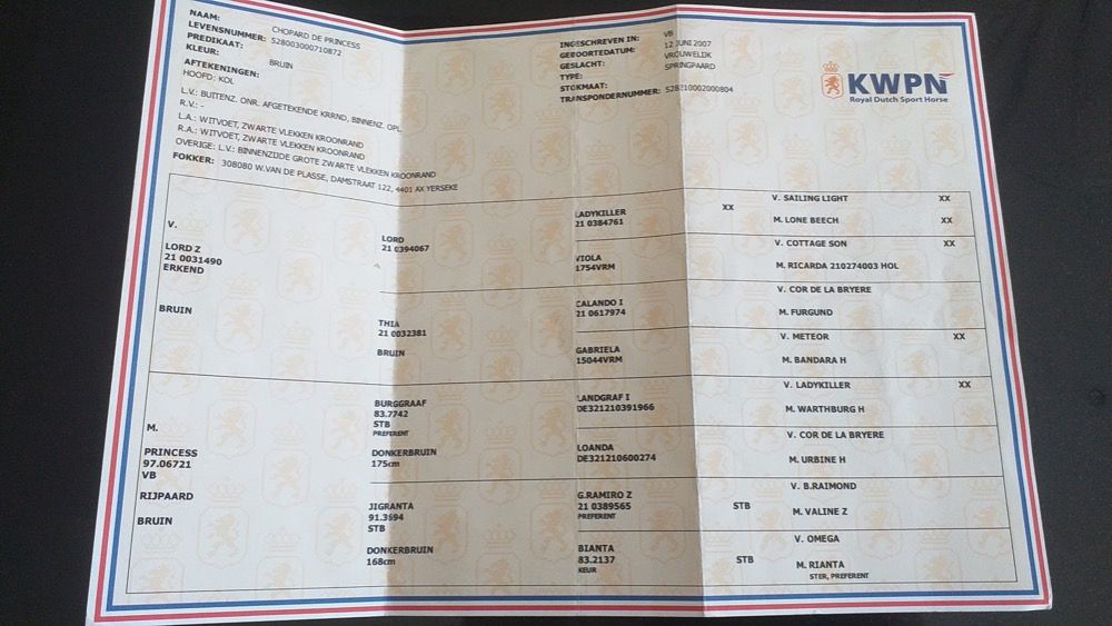 KWPN fokmerrie Merrie 18 jaar Bruin te koop - Foto 3