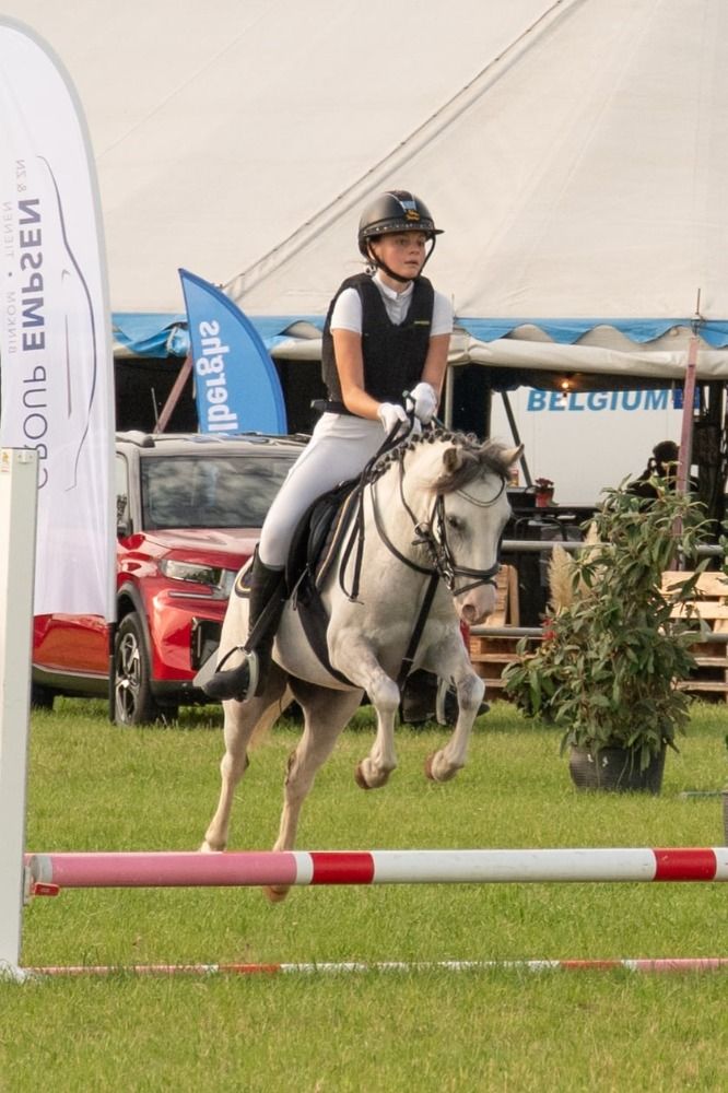 allround-pony Ruin 6 años Schimmel en venta - Foto 6