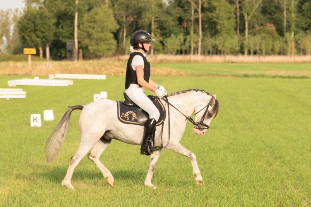 Bonito poni de deporte (B)