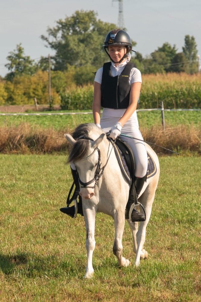 allround-pony Ruin 6 años Schimmel en venta - Foto 3