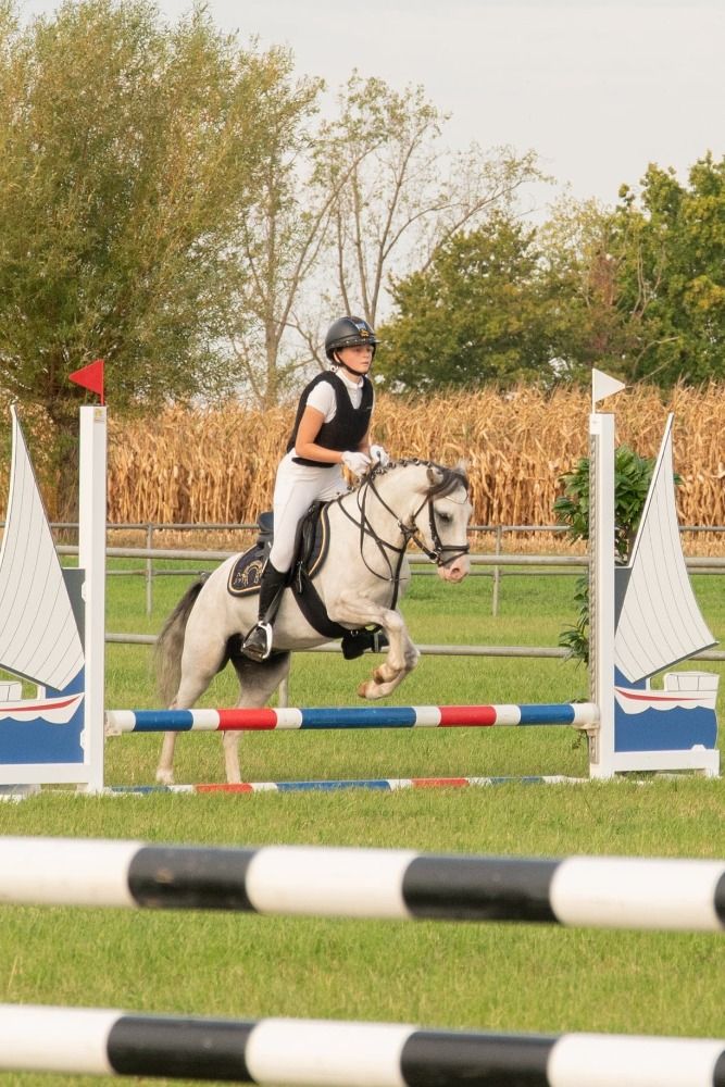 allround-pony Ruin 6 años Schimmel en venta - Foto 5