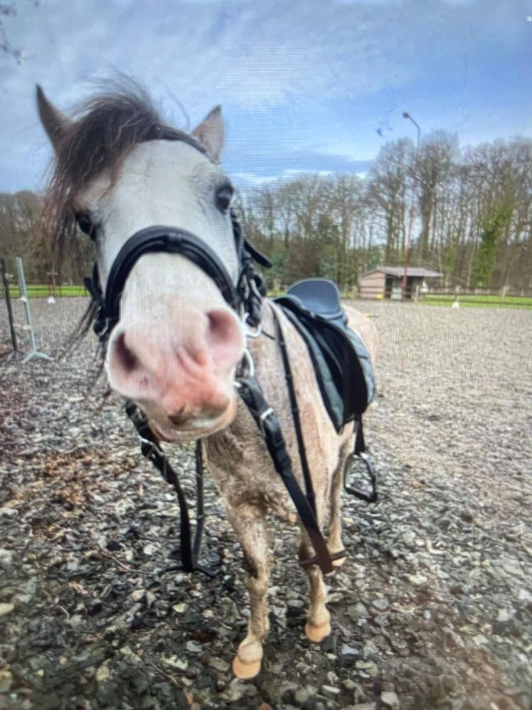 allround-pony Ruin 6 años Schimmel en venta - Foto 4