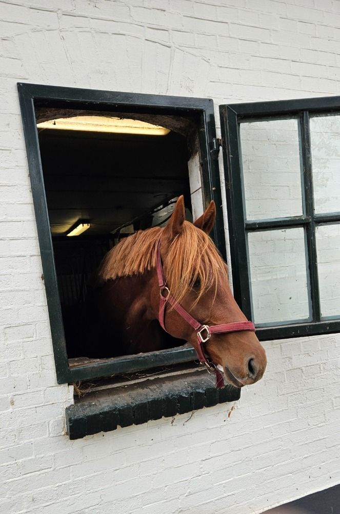 KWPN dressuurpaard ruin 3 jaar Vos te koop - Foto 4