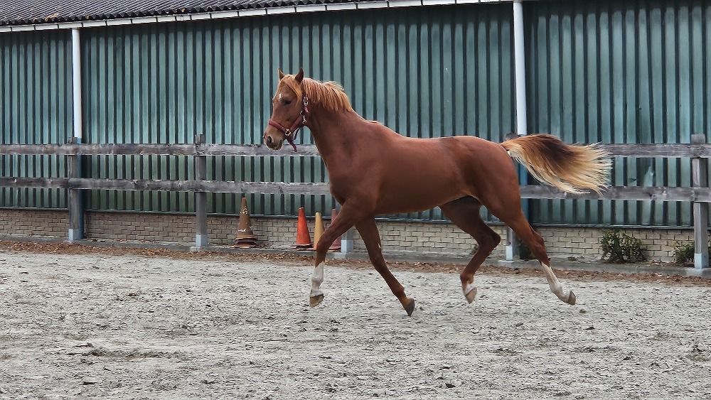 KWPN dressuurpaard ruin 3 jaar Vos te koop - Foto 3