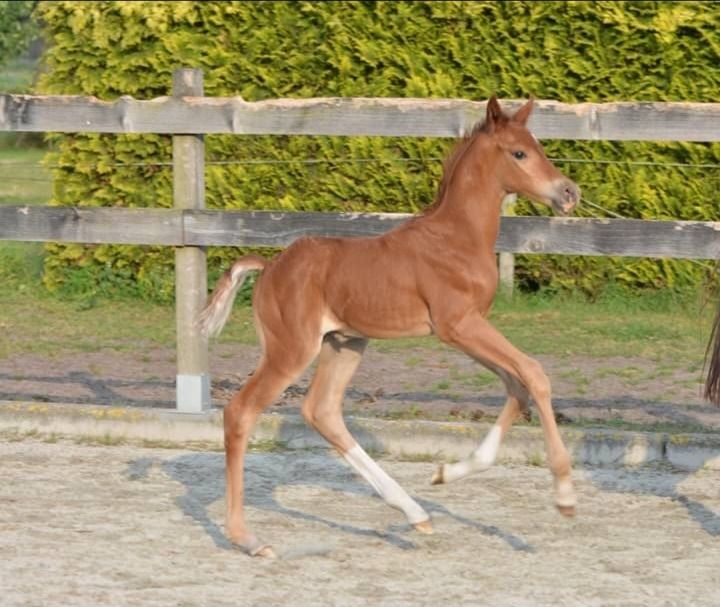 KWPN dressuurpaard ruin 3 jaar Vos te koop - Foto 6