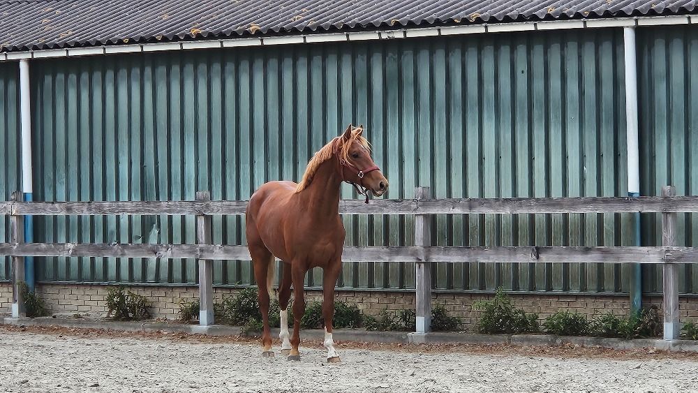 Symphatieke hengst