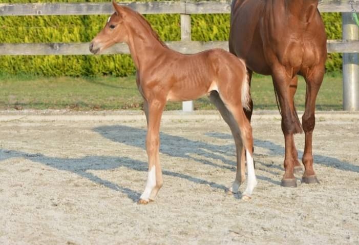 KWPN dressuurpaard ruin 3 jaar Vos te koop - Foto 5