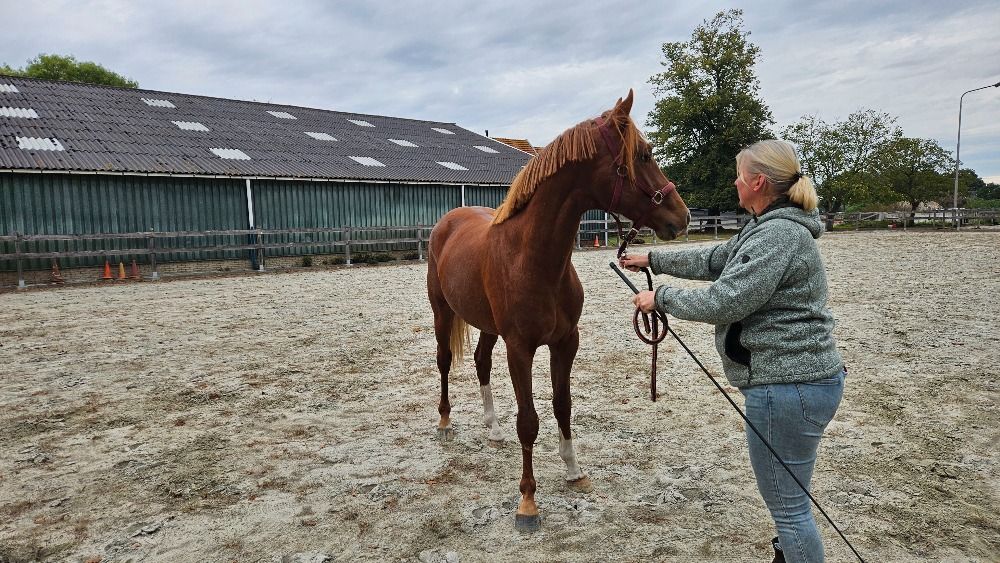 KWPN dressuurpaard ruin 3 jaar Vos te koop - Foto 2