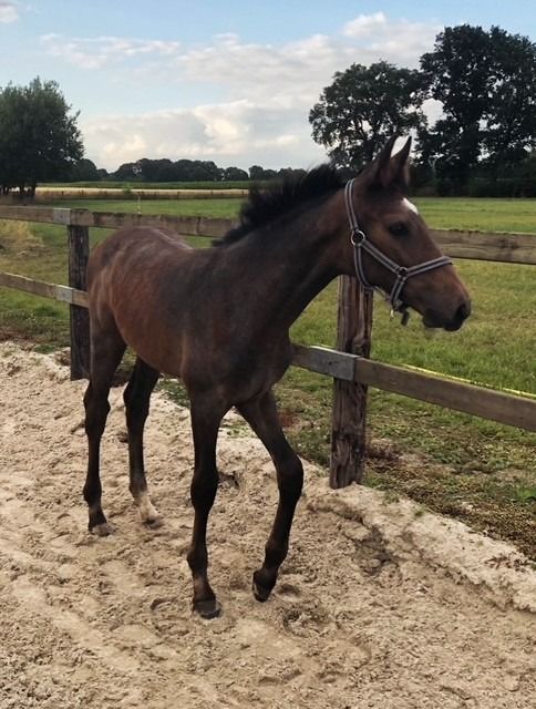 BWP springpaard Merrie Schimmel te koop - Hoofdfoto