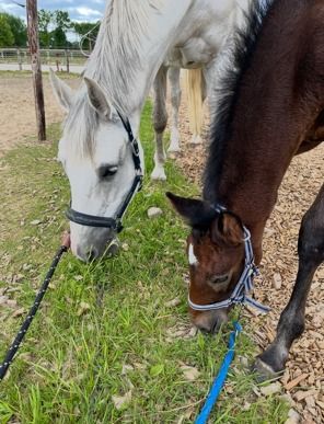 BWP springpaard Merrie Schimmel te koop - Foto 2