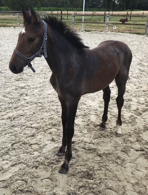 BWP springpaard Merrie Schimmel te koop - Foto 3