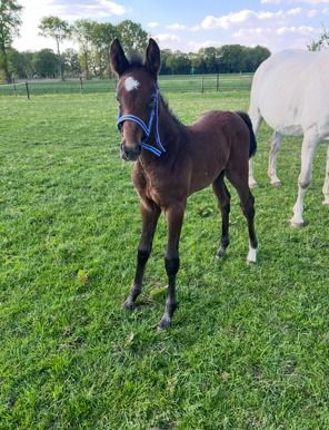 BWP springpaard Merrie Schimmel te koop - Foto 4