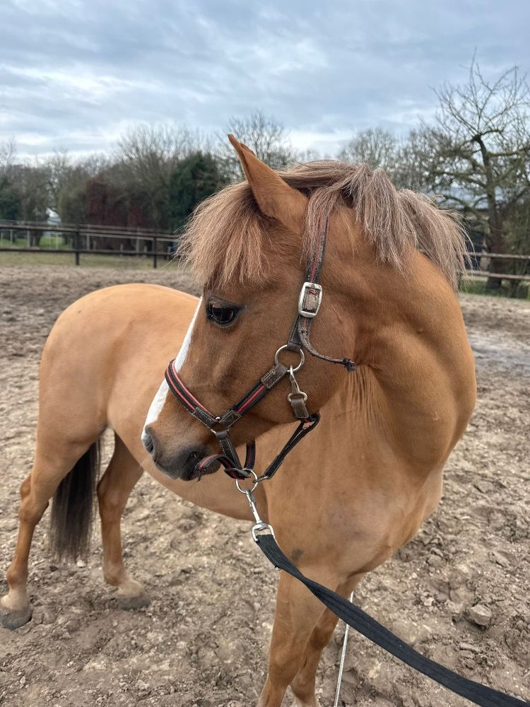 Most handsome ALBI for sale