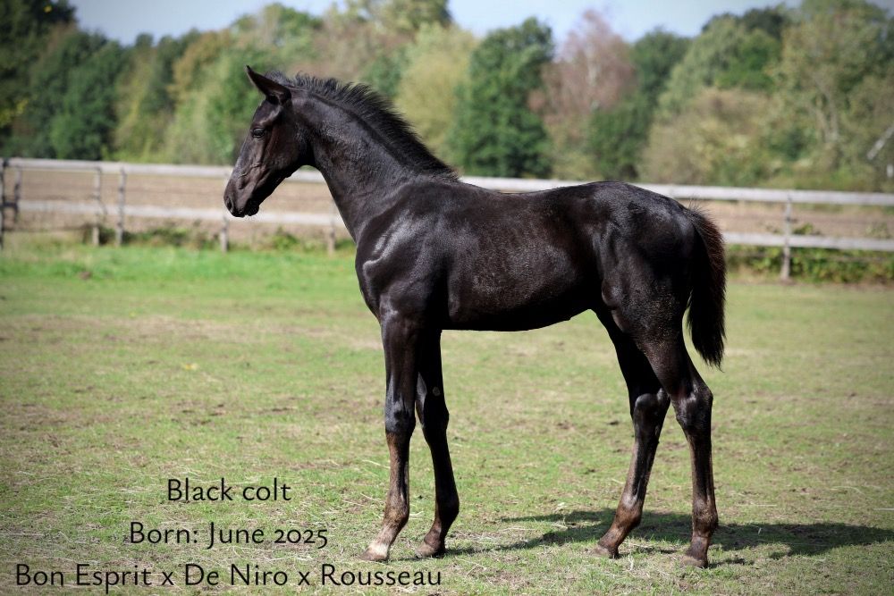 ??Stunning large black colt from top bloodline, elegant and excellent mover