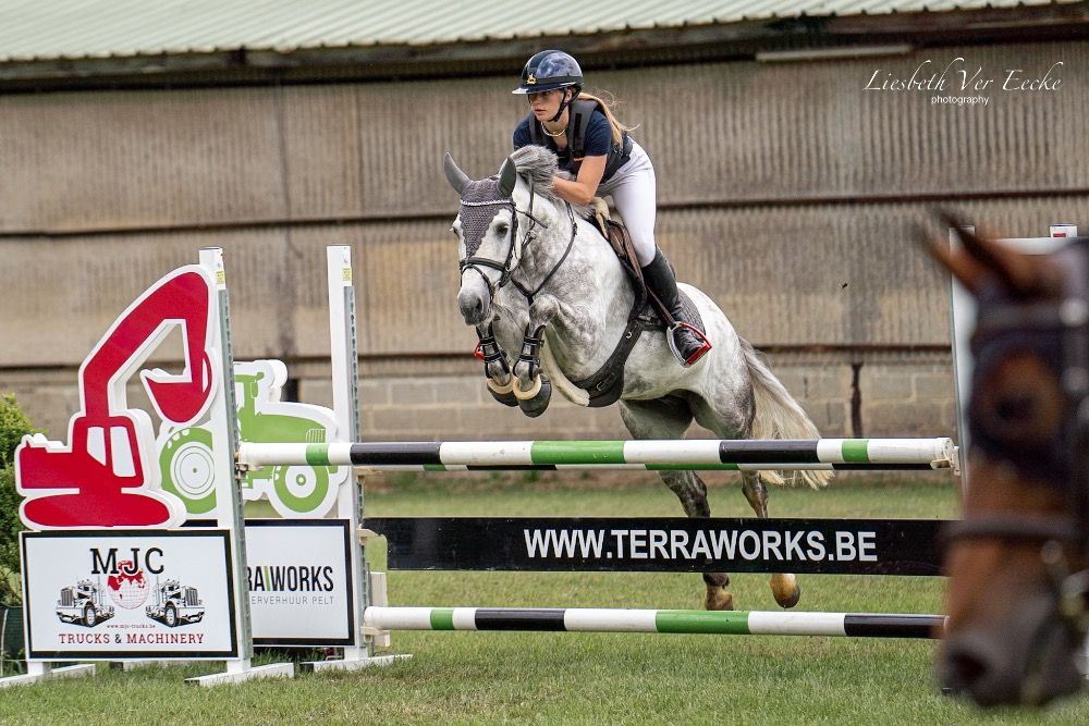 Connemara springpony Merrie 9 jaar Schimmel te koop - Foto 4