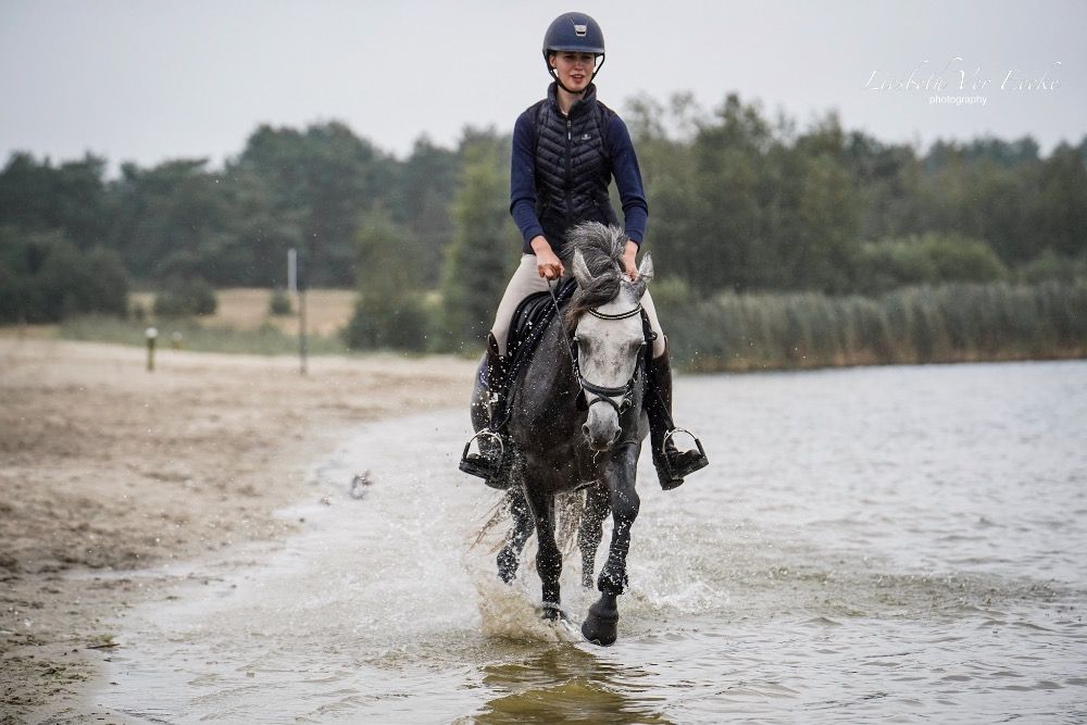 Connemara springpony Merrie 9 jaar Schimmel te koop - Foto 3