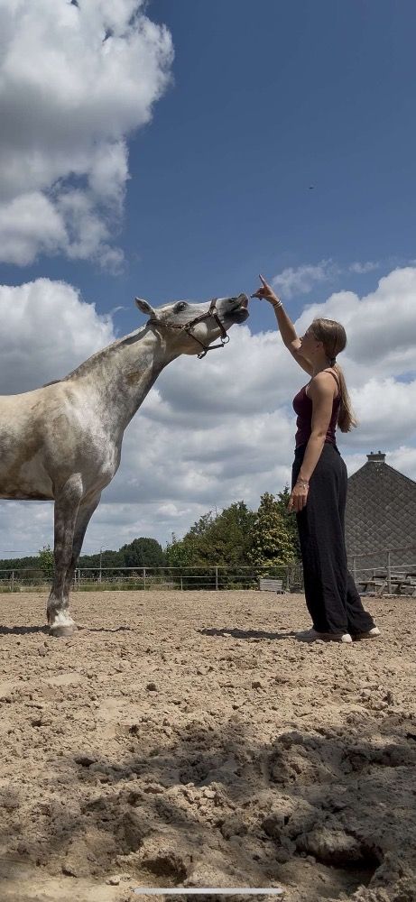 Connemara springpony Merrie 9 jaar Schimmel te koop - Foto 6