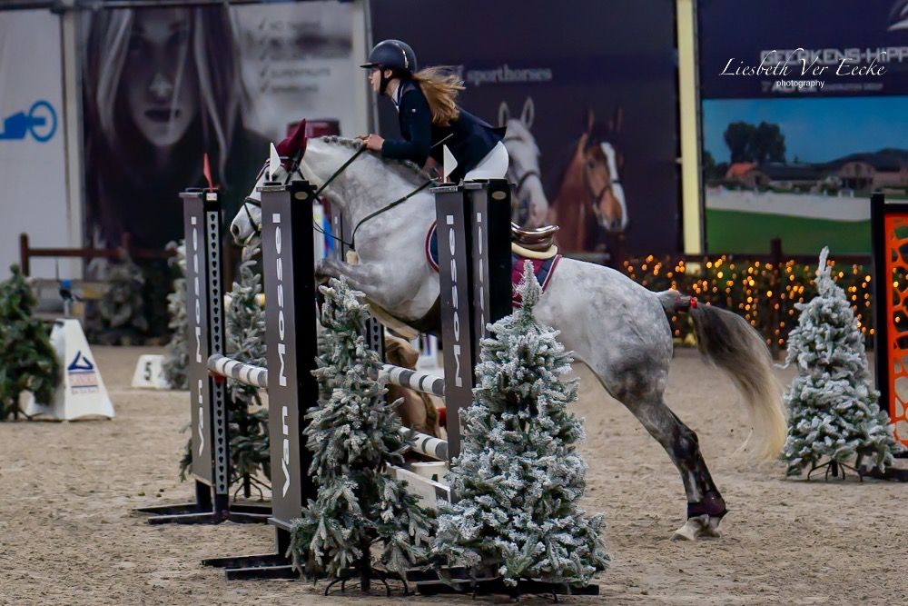 Connemara springpony Merrie 9 jaar Schimmel te koop - Foto 5