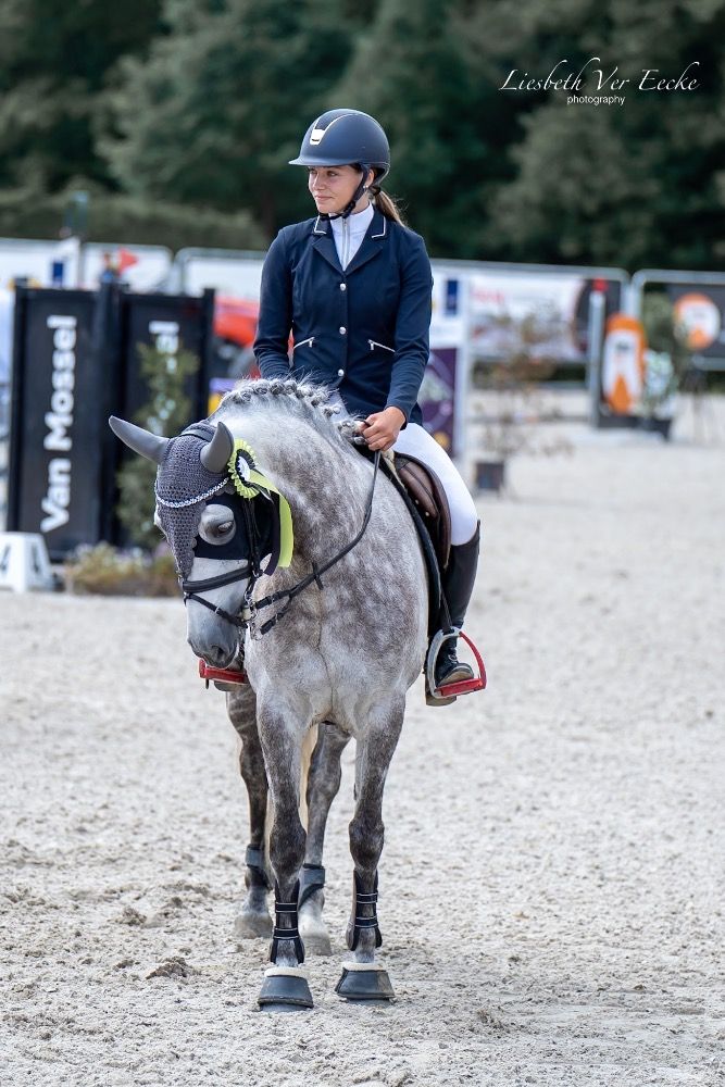 Connemara springpony Merrie 9 jaar Schimmel te koop - Foto 2