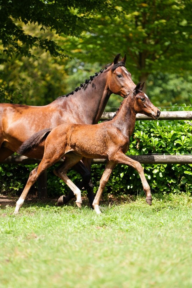 KWPN dressuurpaard Merrie te koop - Hoofdfoto