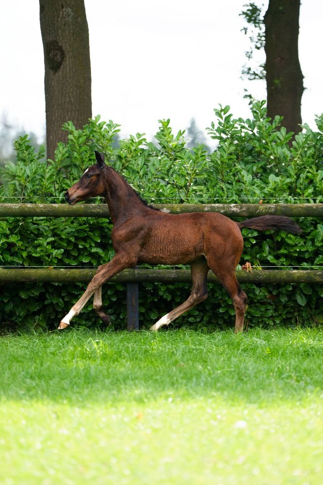 KWPN dressuurpaard Merrie te koop - Foto 2