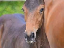 BWP springpaard Hengst Bruin te koop - Foto 3