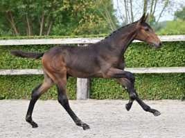 BWP springpaard Hengst Bruin te koop - Foto 4