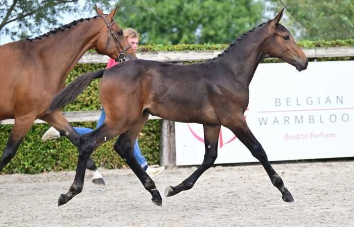 BWP springpaard Hengst Bruin te koop - Foto 5