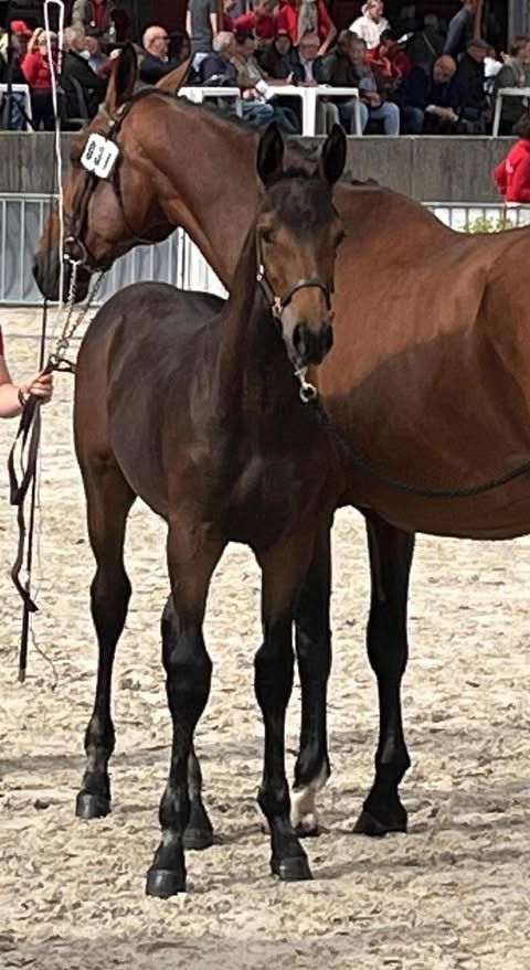 BWP springpaard Hengst Bruin te koop - Foto 2