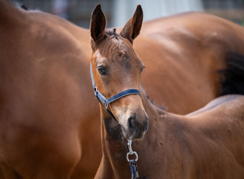BWP springpaard Hengst Bruin te koop - Hoofdfoto