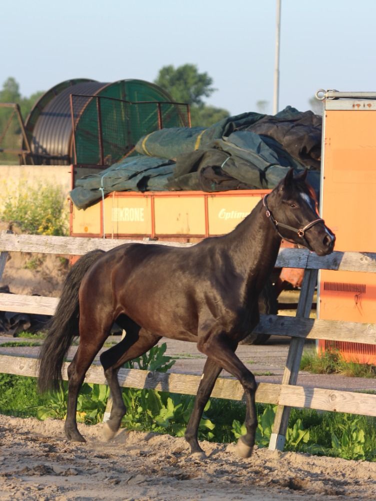 KWPN dressuurpaard Merrie 5 jaar Zwart te koop - Foto 3