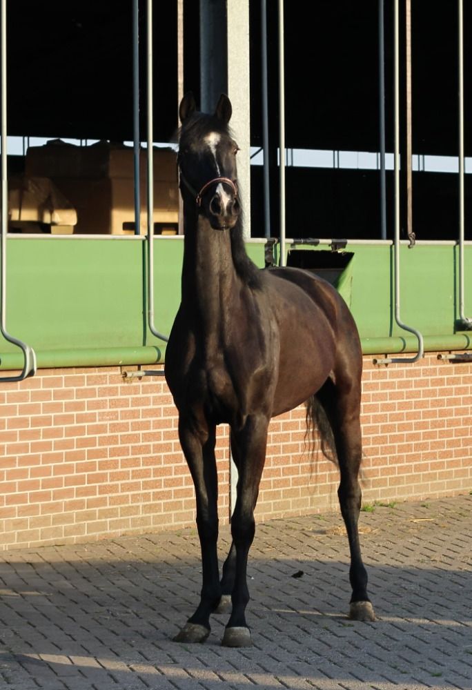KWPN dressuurpaard Merrie 5 jaar Zwart te koop - Hoofdfoto