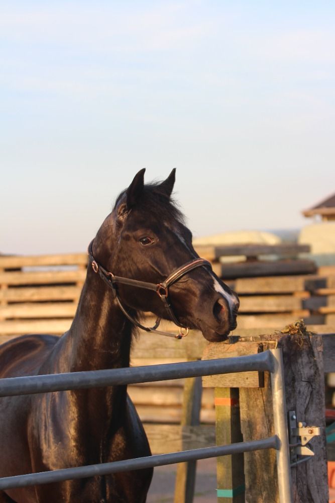 KWPN dressuurpaard Merrie 5 jaar Zwart te koop - Foto 4