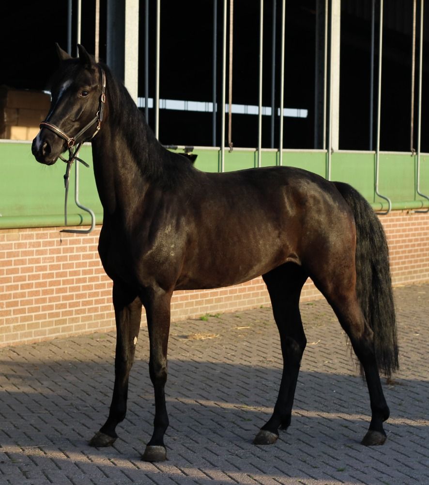 KWPN dressuurpaard Merrie 5 jaar Zwart te koop - Foto 2