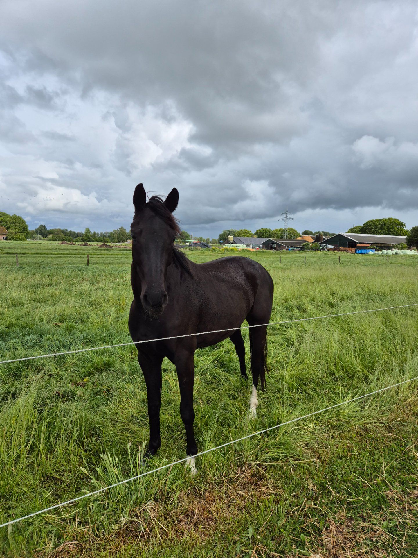 kwpn dressuurpaard ruin 3 años zwart en venta - Foto 3