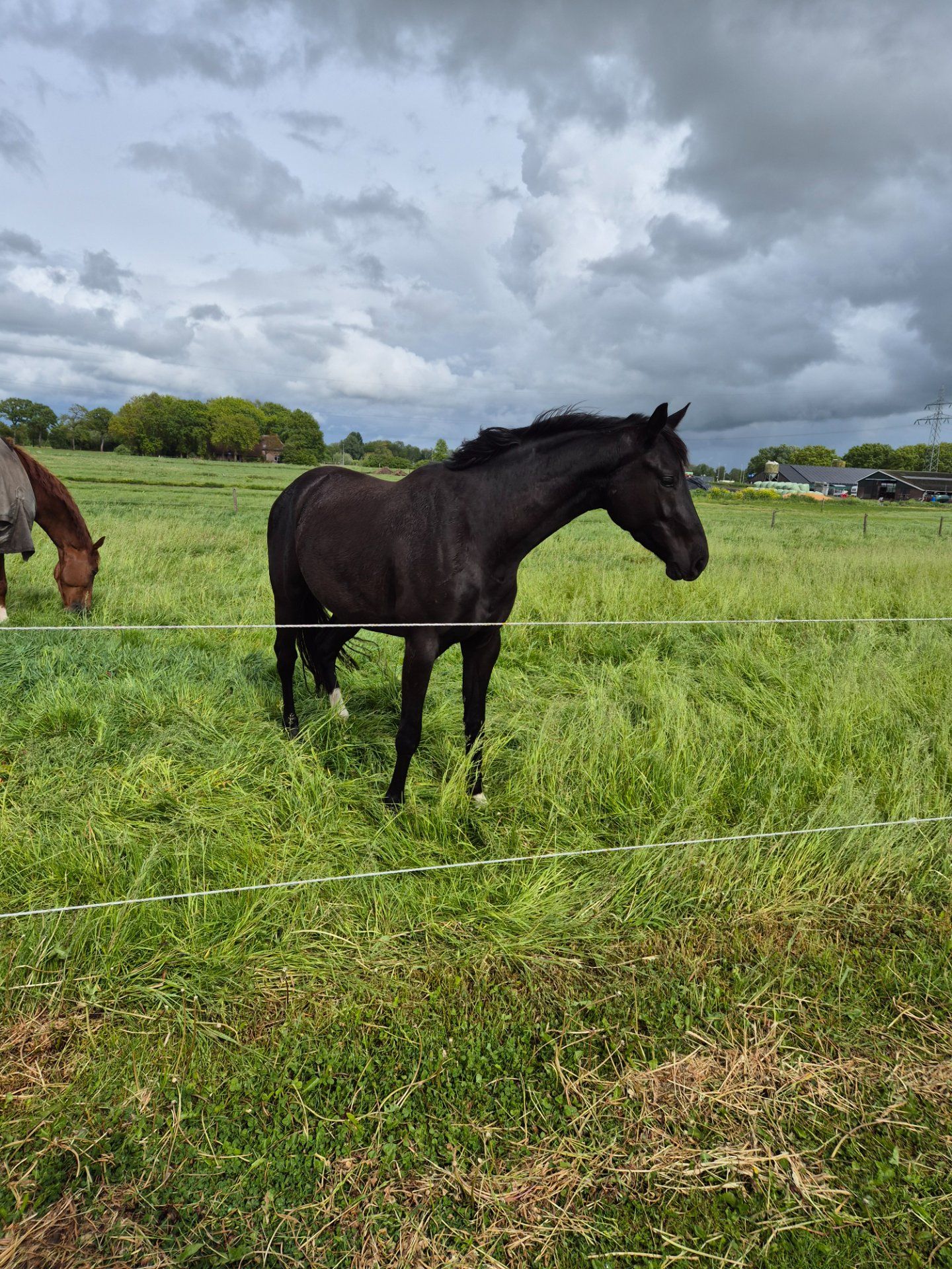 kwpn dressuurpaard ruin 3 años zwart en venta - Foto 4