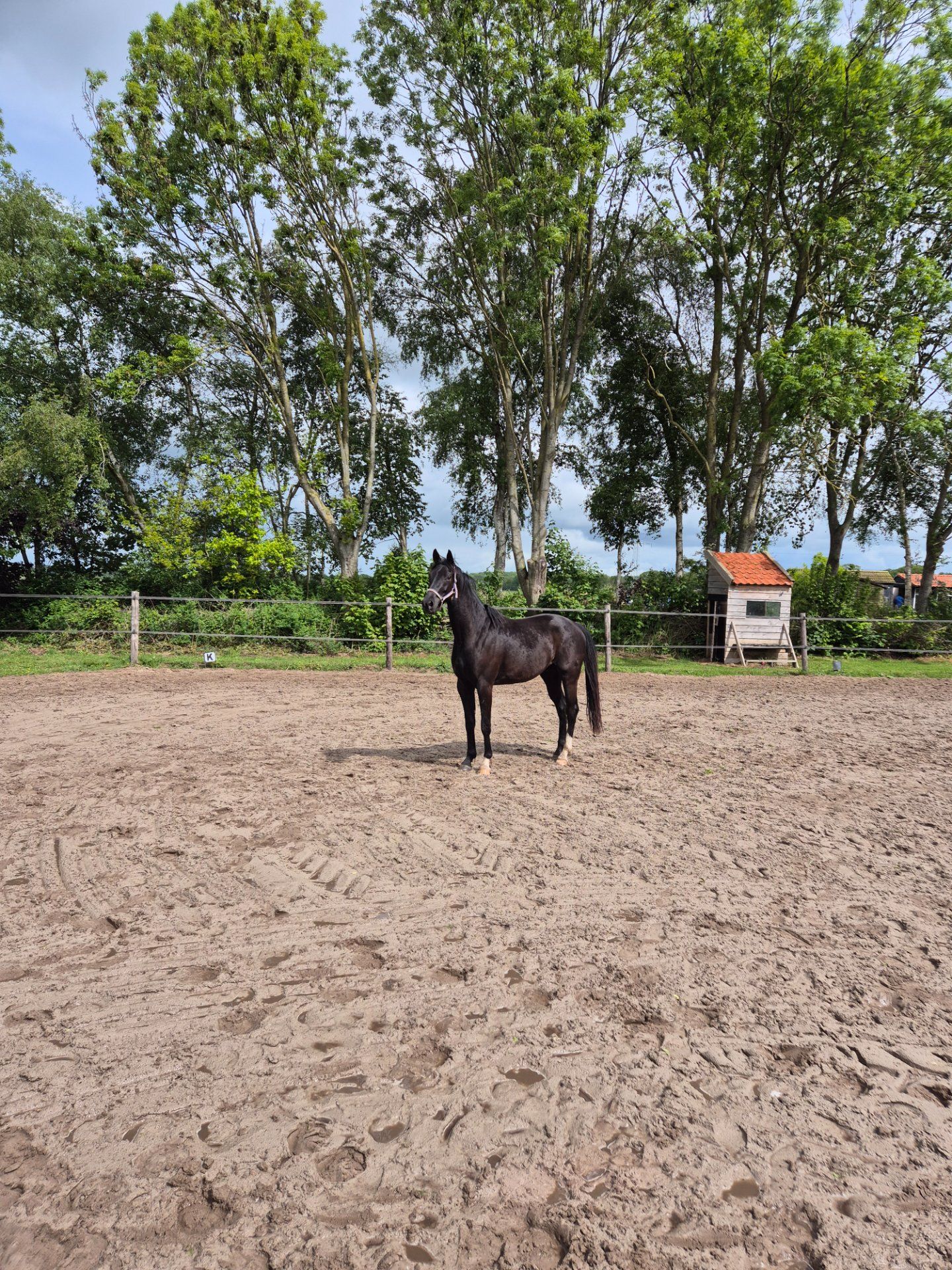 Άλογο ν dressage, εγκεκριμένος ίppος, 3 ετών