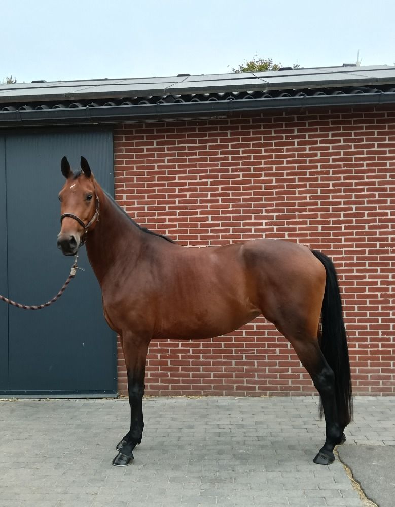 KWPN dressuurpaard Merrie 4 jaar te koop - Foto 2