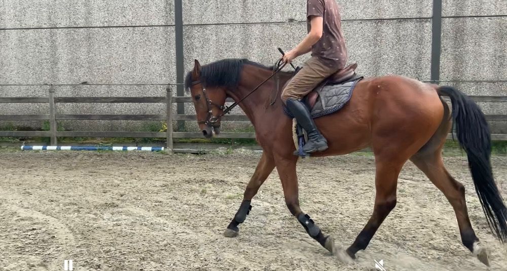 BWP springpaard Ruin 4 jaar Kastanje te koop - Foto 3