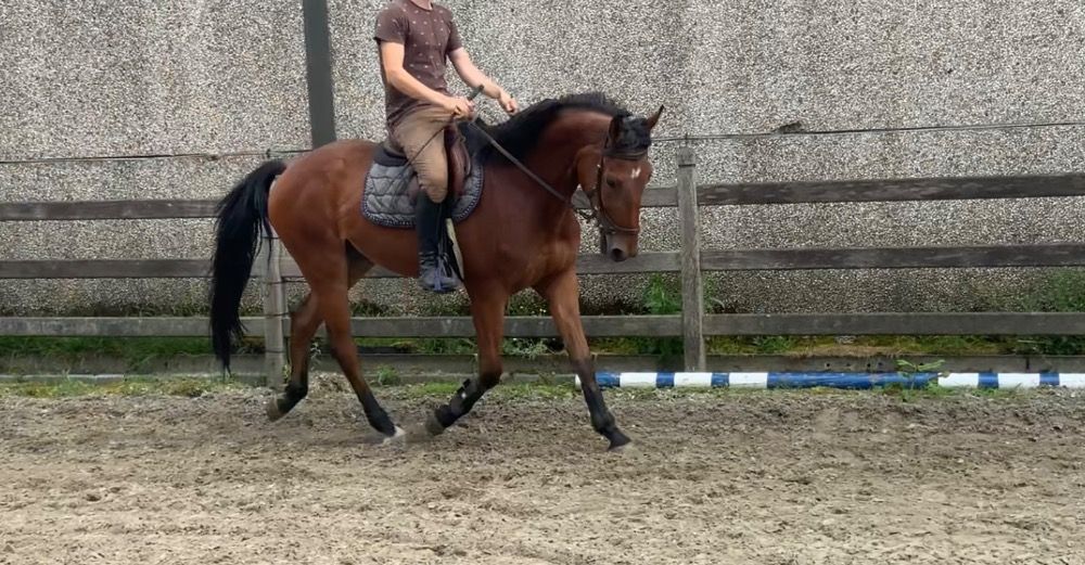 BWP springpaard Ruin 4 jaar Kastanje te koop - Foto 4