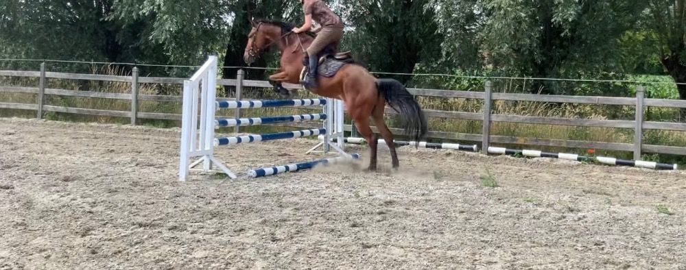 BWP springpaard Ruin 4 jaar Kastanje te koop - Hoofdfoto