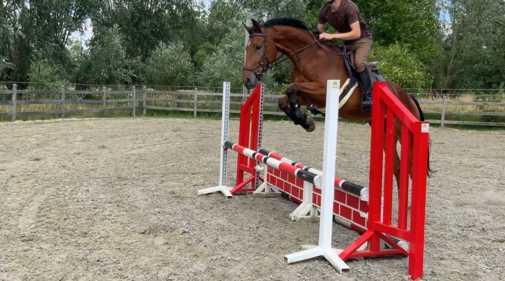 BWP springpaard Ruin 4 jaar Kastanje te koop - Foto 2