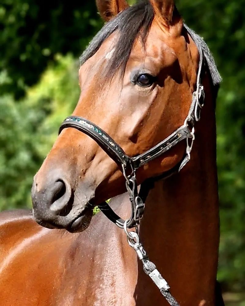 Westfalen dressuurpaard Merrie 6 jaar Bruin te koop - Foto 2