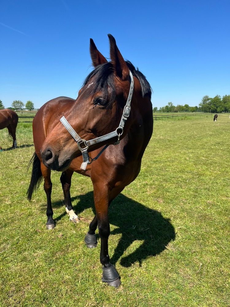 Westfalen dressuurpaard Merrie 6 jaar Bruin te koop - Foto 4