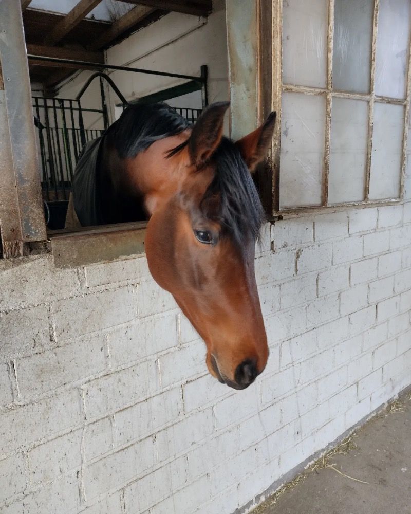Westfalen dressuurpaard Merrie 6 jaar Bruin te koop - Foto 3