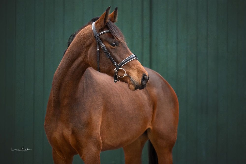 Mooie merrie is op zoek naar liefdevolle thuis